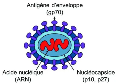 Figure 1. Constituants principaux du FeLV 