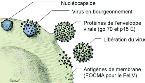 Figure 3. Production et libération du virus depuis la cellule infectée 