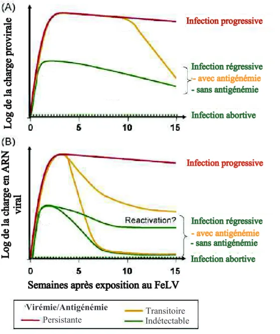 Figure 6. Evolution de la charge plasmatique en provirus (A) et en ARN viral (B) au  cours du temps, d’après R