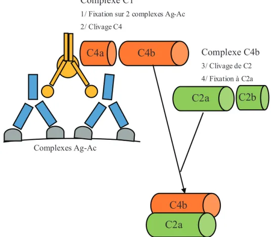Figure 7. Premières étapes de l'activation du complément (voie classique)  Ag-Ac : antigène-anticorps 
