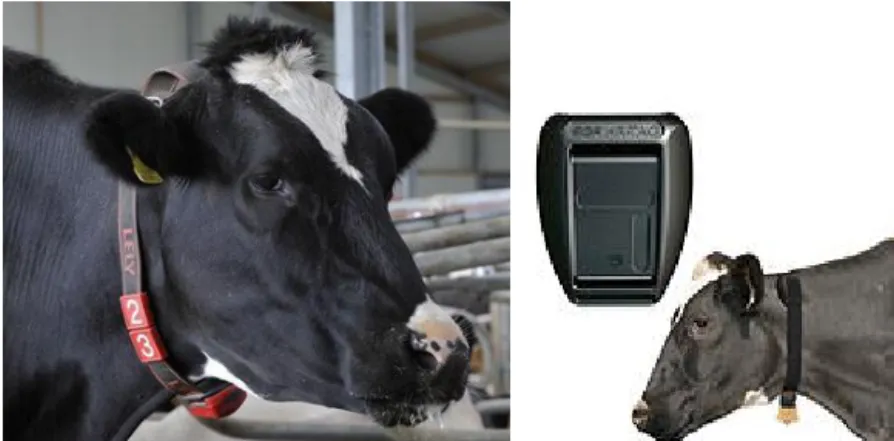 Figure 10 : Collier HR Tag® placé à l’encolure des vaches 