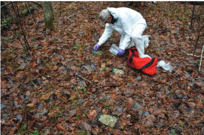 Fig.  A.2. The litter bags (15 × 15 cm) at site T were constructed  from  rigid plastic mesh  of  1cm mesh  width
