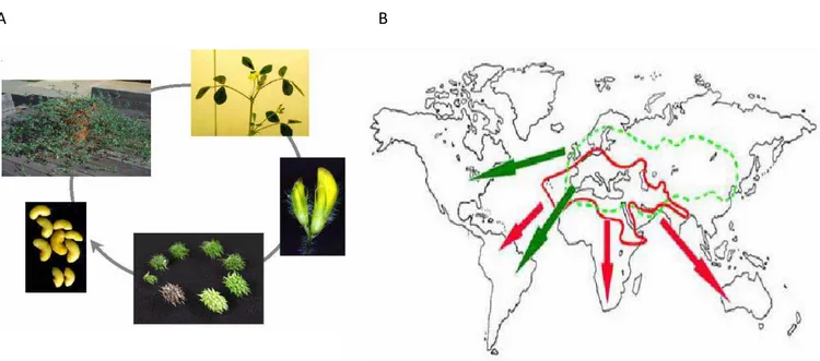 Figure 3 : La plante modèle Medicago truncatula. A) cycle de production de graines chez M