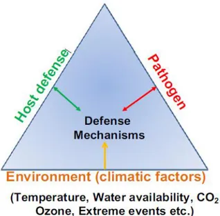 Figure 4 : Triangle de la maladie classique montre le rôle central des mécanismes de défense dans  l'interaction (plante-agent pathogène-environnement)