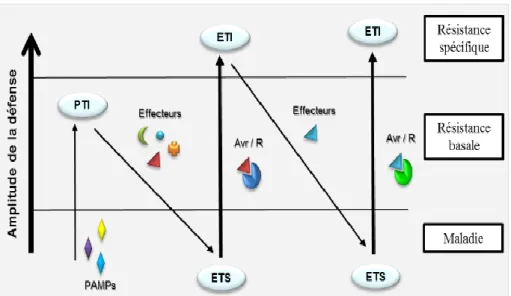Figure 5 : Le modèle génétique de l'interaction gène pour gène. PTI, ETS, et ETI, sont les 3 réponses de la  plante à un agent pathogène