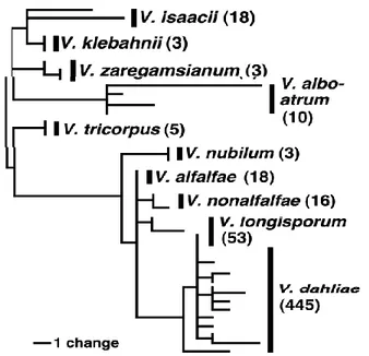 Figure 6 : Relations phylogéniques des dix espèces de Verticillium basées sur des analyses qui combinent les  séquences ITS (internal transcribed spacer region) et des séquences partielles des gènes codant pour l’actine, 