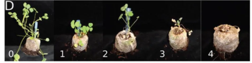 Figure 10 : Échelle de symptômes de 0 jusqu’à 4. Au stade 0, la plante ne présente aucun symptôme, au stade  4 la plante est morte