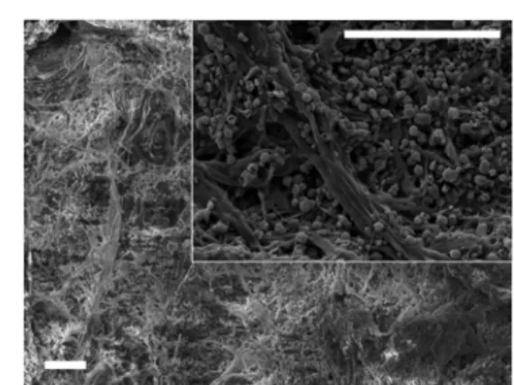 Fig. 1 SEM images of composite 1 (the inset shows a zoomed image). Scale bars are 10 mm.