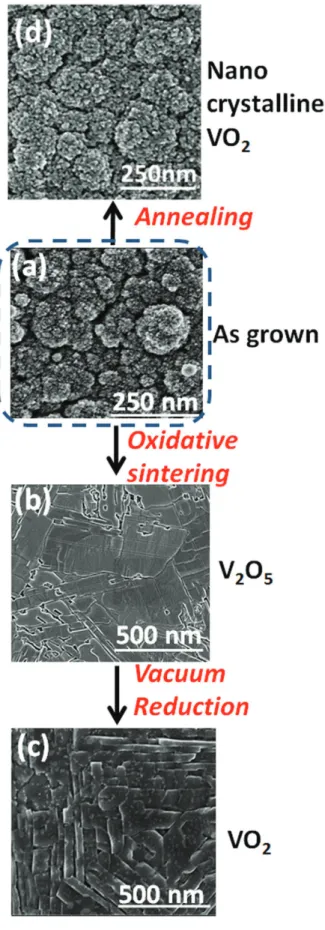 Figure 2.  Scanning electron micrographs showing the evolution of film morphology at different stages of film  processing from (a) the as-grown amorphous vanadium oxide film, (b) sintered V 2 O 5  film to a (c) sintered VO 2 by vacuum reduction