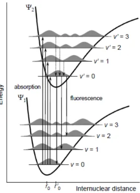 Figure 1.11 – Diagramme représentant le principe de Franck-Condon pour le processus d’absorption et d’émission de la fluorescence (31)