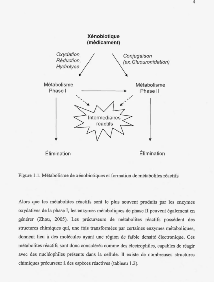 Figure  1. 1.  Métabolisme de xénobiotiques et formation  de métabolites réactifs 