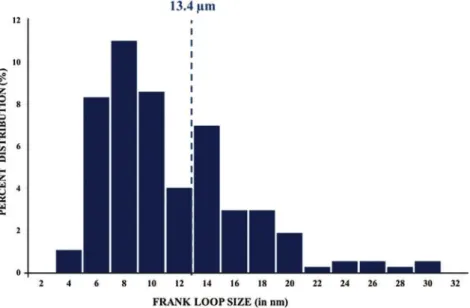 Fig. 3. Frank loops size distribution observed in Fe irradiated 304L to a dose of 5 dpa.