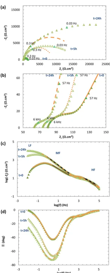 Fig. 4. Impedance diagrams of S235JR mild steel electrodes plotted at E oc at t = 0 (just before the injection) (E oc = −0.721 V vs SCE), t = 5 h (E oc = −0.717 V vs SCE) and t = 24 h (E oc = −0.707 V vs SCE) in 0.1 M Tris-HCl pH7 medium