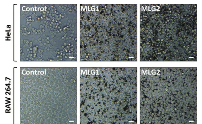 Figure 1. Optical microscopy images of HeLa or RAW 264.7 cells after exposure to 100 μg ml −1 of MLG1 or MLG2 for 16 h (B)