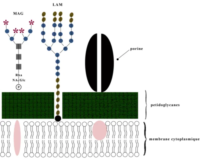Figure 2. Paroi cellulaire des mycobactéries (image E. Plamondon). 