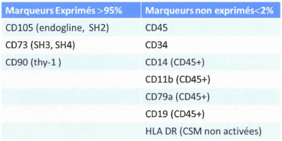 Tableau  1.1  Marqueurs  de  surface différentiels pour la  caractérisation  des  CSM  Les  CSM  se  caractérisents  par  l'expression  de  certains  marqueurs  mais  surtour  par  l'absence  de  marqueurs hématopoïétiques (CD45  et sous  populations) et d