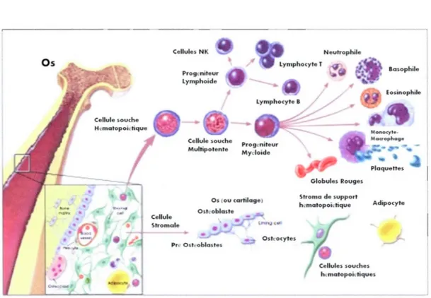 Figure  1.2  :  Différenciation  des  cellules  stroma/es  mésenchymateuses  multipotentes  et des  cellules  souches  hématopoiétiques  (Adapté  de  The  Adult  Stem  Cell