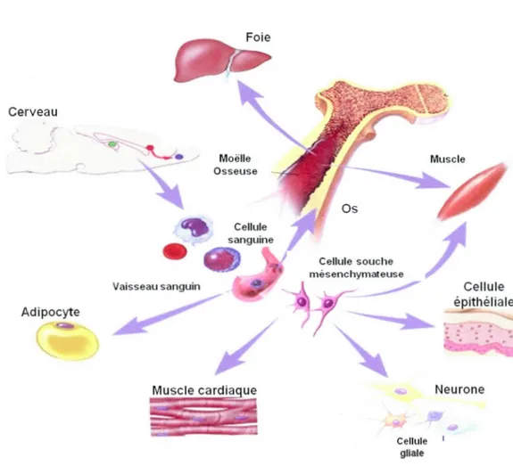 Figure 1.3  : Plasticité potentielle chez les  cellules souches non humaines .  La moelle osseuse 