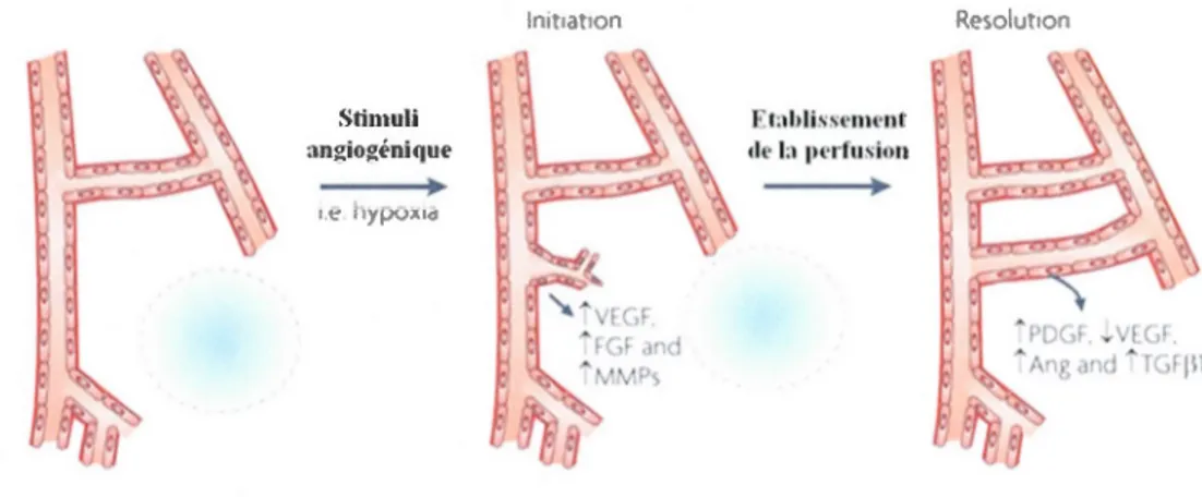 Figure  1.7 :  Angiogenèse  physiologique:  Mécanisme  de  formation  physiologique  de  nouveaux  vaisseaux  sanguins  suite  à  un  stimulus  de  type  hypoxique