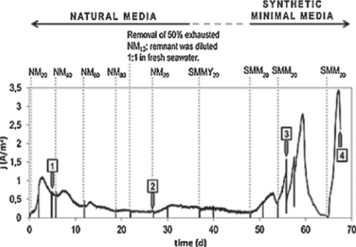 Fig. 5. CA of marine bioﬁlm developed over carbon tissue. The bioanode was ﬁrst adapted to NM 20 with successive additions of acetate at different concentrations (NM 40 , NM 60 and NM 80 )
