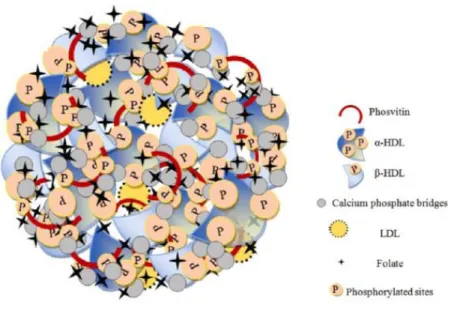 Figure 2 : Schéma de la granule du jaune d'œuf (Naderie et al, 2017a) 