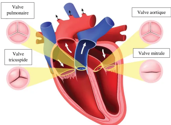 Figure 1. Anatomie des valves cardiaques. Image adaptée de la Fondation des maladies du cœur et de  l’AVC : (https://www.coeuretavc.ca/coeur/problemes-de-sante/valvulopathie)