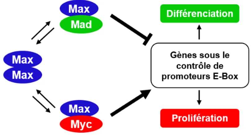 Figure 2 : Myc et Mad contrôlent l’expression des mêmes gènes cibles. Myc/Max  active la transcription de gènes pro-prolifératifs permettant l’entrée du cycle cellulaire, alors  que Mad/Max inhibe la transcription de ces mêmes gènes favorisant ainsi la dif