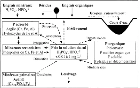 Figure 1.1. Cycle du phosphore (Adapté de Pierzynski et al., 2000) 