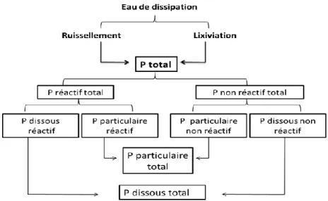 Figure 1.5. Différentes formes du P dans l’eau de dissipation 