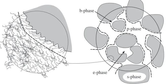 Fig : Sketch of polymer repartition at the pore-scale.