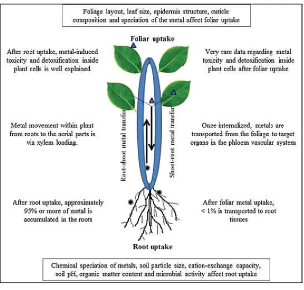 Fig. 4. Comparison of foliar and root metal uptake.