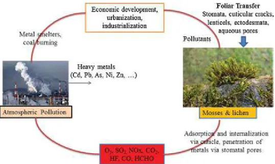 Fig. 3. Foliar heavy metal uptake by mosses and lichen. therefore absorb gases and particulate matter from environment