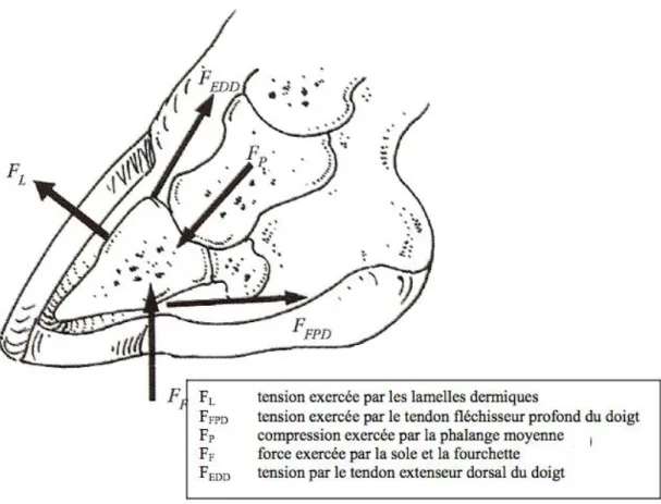 Figure	  11	  :	  Forces	  exercées	  sur	  la	  phalange	  distale,	  d'après	  Deniau	  et	  al,	  l2002 	  