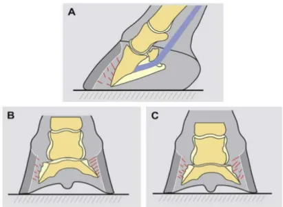 Figure	  12	  :	  	  La	  démarche	  de	  la	  fourbure	  aigüe,	  d’après	  Pollitt,	  Equine	  laminitis	  :	  Current	  concept,	  2010	  