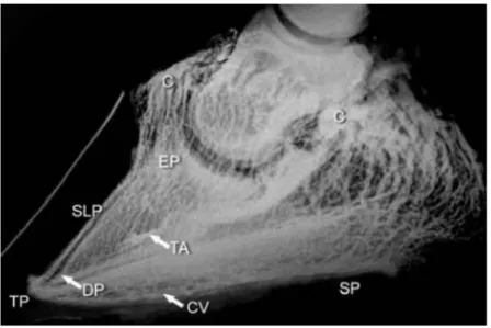 Figure	  19	  :	  Vénogramme	  d'un	  pied	  normal,	  vue	  dorsopalamaire,	  d'après	  Pollitt,	  Equine	   laminitis:	  Current	  Concept	  2010	  