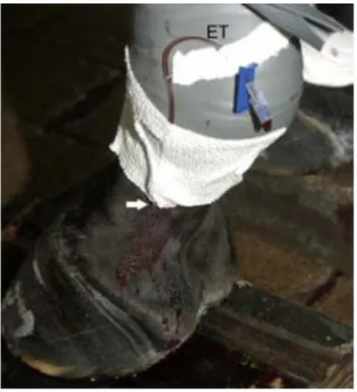Figure	  20	  :	  Technique	  de	  vénogramme,	  d’après	  Pollitt	   Equine	  laminitis	  :	  Current	  Concept	  2010	  