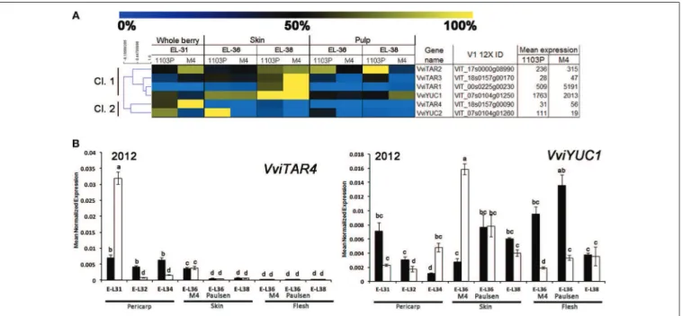 FIGURE 6 | (A) Heat-map showing the expression of auxin-biosynthetic genes based mRNA-Seq data