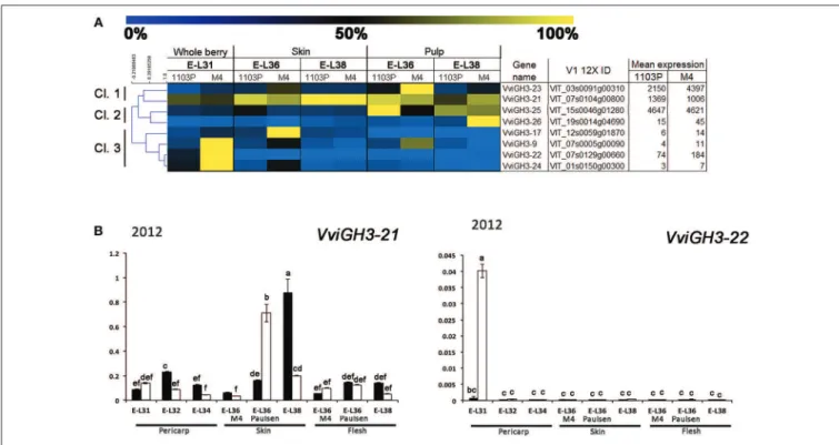 FIGURE 7 | (A) Heat-map showing the expression of VviGH3 genes based mRNA-Seq data. The expression values were calculated as a percentage related to the developmental stage showing the highest expression value (100 and 0% for yellow and blue colors, respec
