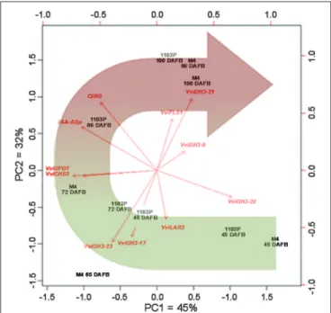 FIGURE 8 | CS/M4 and CS/1103P samples distribution according to a PCA analysis carried out on VvGH3s and flavonoid-related qRT-PCR data, and colorimetric parameters (CIRG index)