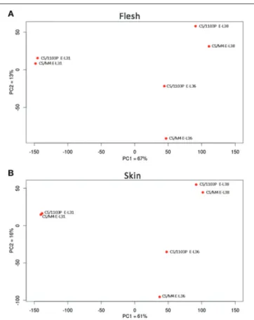 FIGURE 2 | Bidimensional PCA plot of row transcriptome data. Cabernet Sauvignon (CS) grafted onto 1103P (CS/1103P) and M4 (CS/M4) samples distribution according to PC1 and PC2