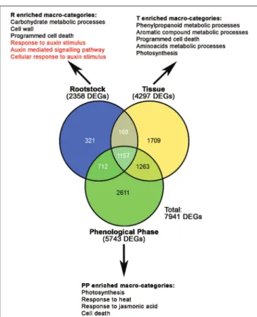 FIGURE 3 | Venn diagrams showing the relative numbers of specific and common DEGs resulting from the multifactorial analyses, according to an FDR corrected p-value lower than 0.05