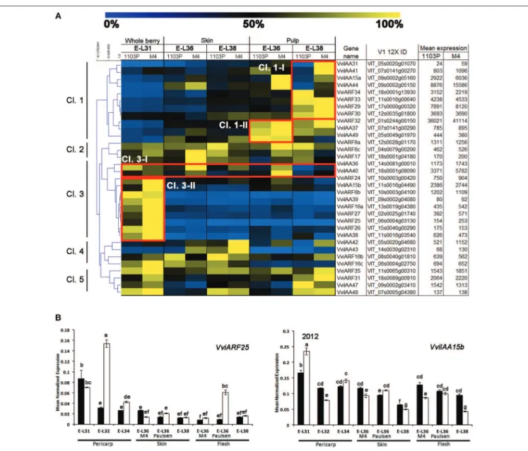 FIGURE 4 | (A) Heat-map showing the expression of auxin-related VvARF and VvAux/IAA genes based mRNA-Seq data