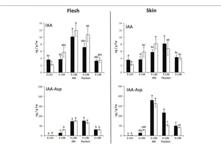 FIGURE 5 | Changes in levels of free IAA and IAA-Asp in flesh and skin of berries sampled from both 1103P/CS (solid bars) and M4/CS (empty bars) graft combination in 2011