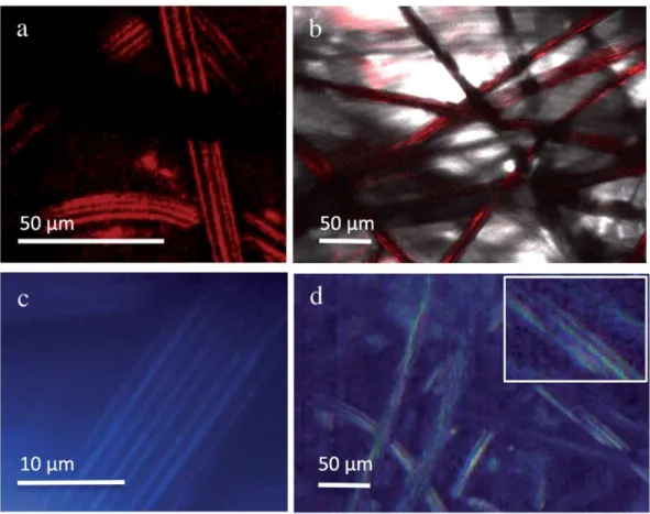 Fig. 4 gives representative images of the bioanodes developed at
