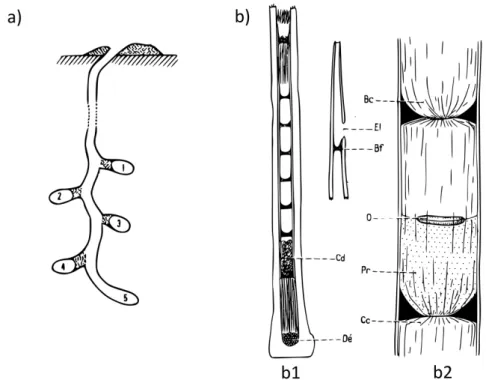 Figure 2   Les d eux stra tégies  de n idification m ajeures c hez l es  abeilles  sauvages e n c ontexte  agricole, p our les  a beilles  terricoles (a) et les abeilles cavicoles (b) ; a : Nid de Colletes cunicularius, avec un conduit principal, menant à 