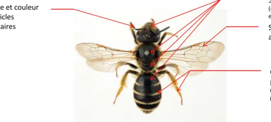 Figure 14 Localisation des principaux critères observés pour l’identification à l’espèce des abeilles sauvages