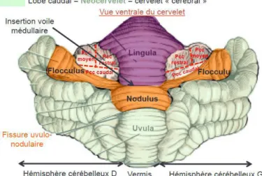 Figure 4: Vue ventrale du cervelet [9] 