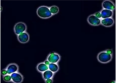 Figure I.1. Exponentially growing Saccharomyces cerevisiae. Cells stained with DAPI (blue) showing the  nuclei andphalloidin (green) showing actin structures