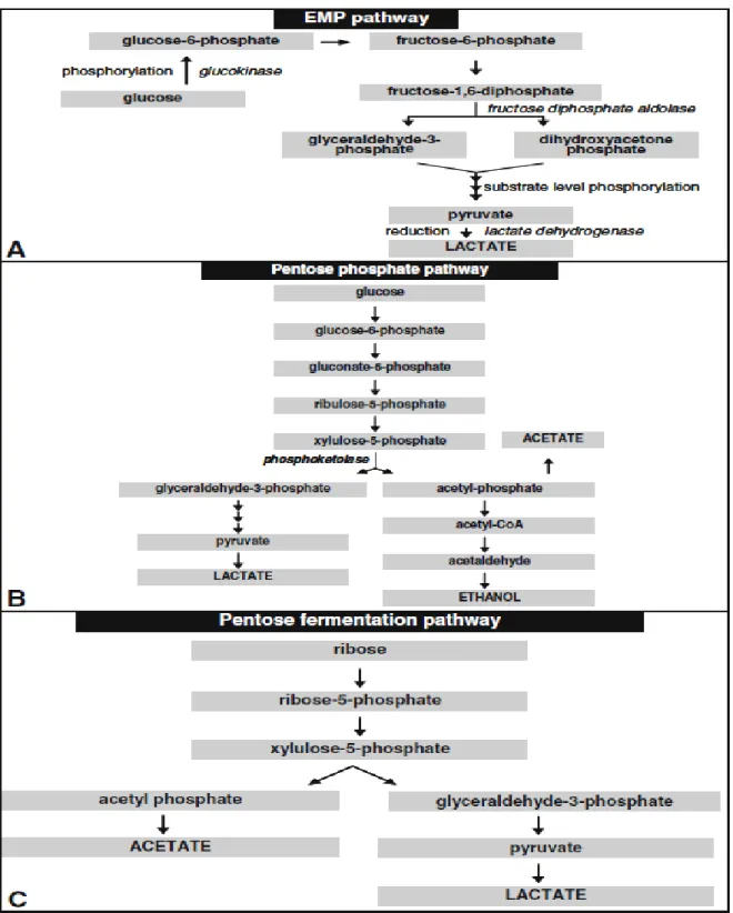 Figure I.6. The three possible carbohydrate fermentation pathways in wine LAB: (a) The EMP pathway  (homofermentative) for the fermentation of hexoses, (b) the heterofermentative pentose-phosphate pathway 