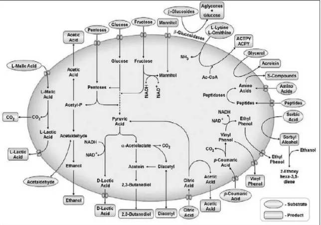 Figure I.9. A schematic representation of the production and modification of flavor-active compounds  by LAB (Swiegers et al., 2005) 